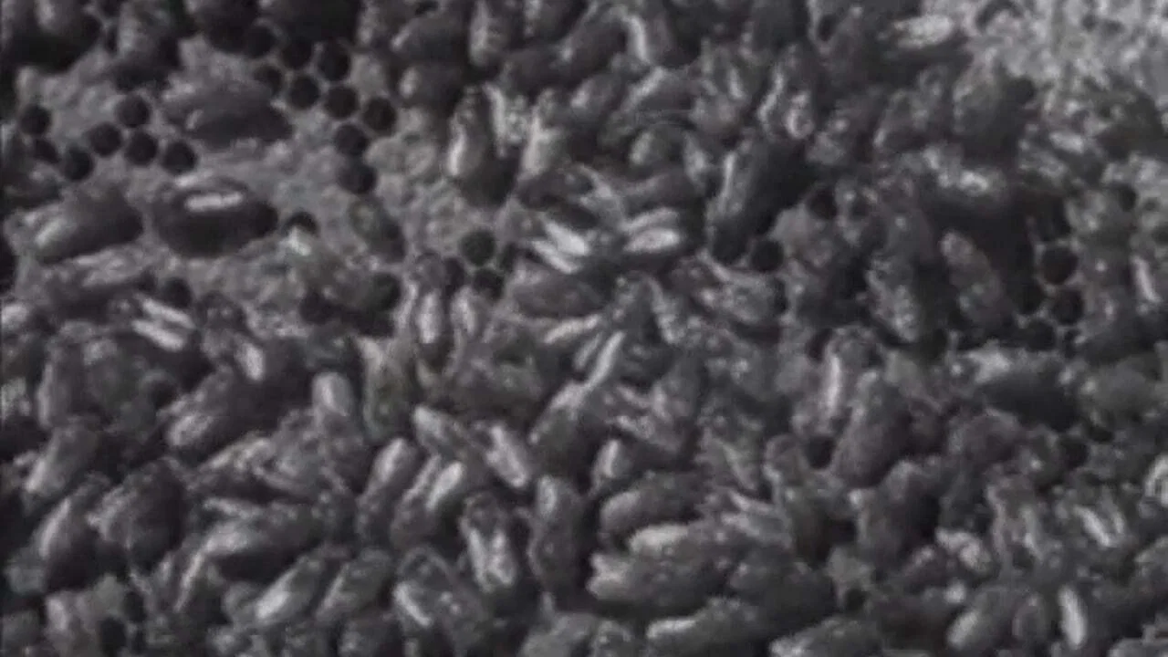 Wax, or The Discovery of Television Among the Bees - 剧照
