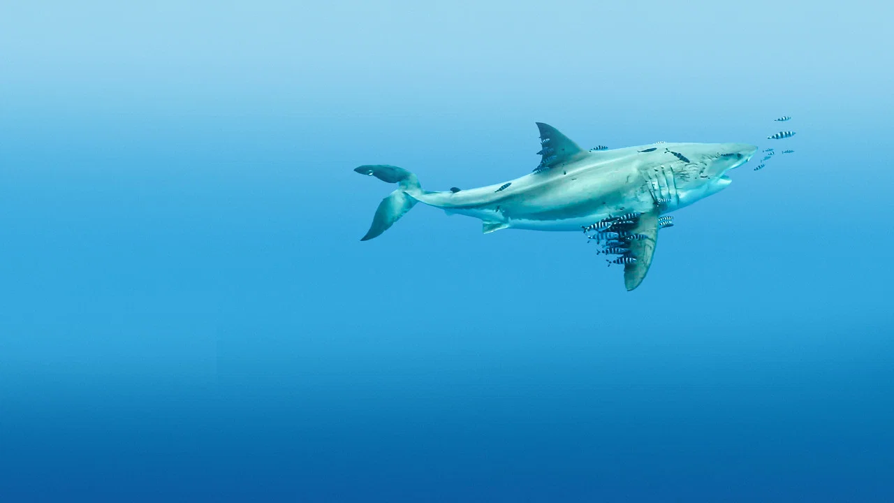 Most Wanted Sharks - 剧照