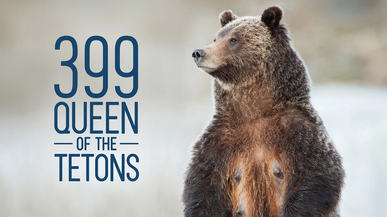 Grizzly 399: Queen of the Tetons - 剧照