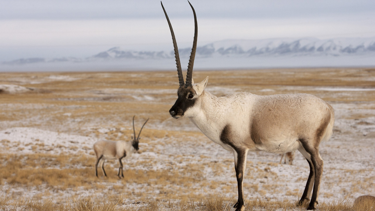 Rare Survivors: China's Iconic Wildlife - 剧照