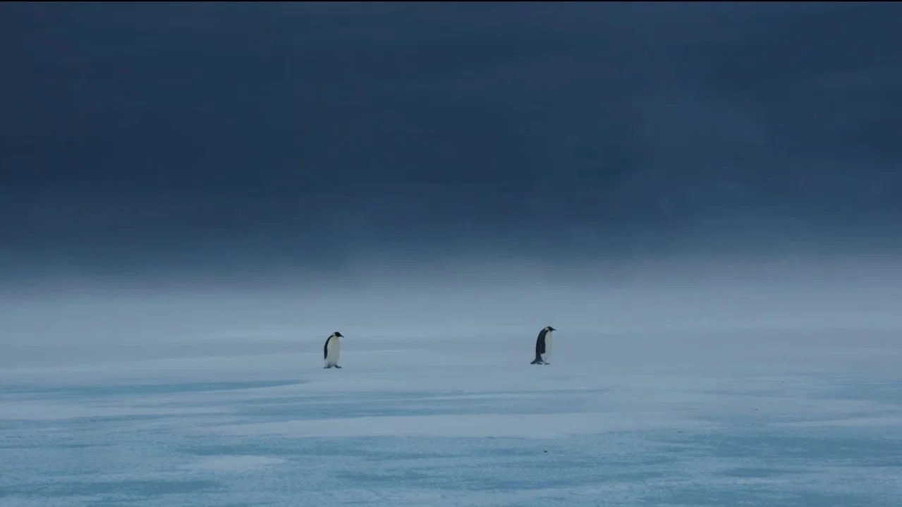 Les Secrets des Animaux des Glaces - 剧照