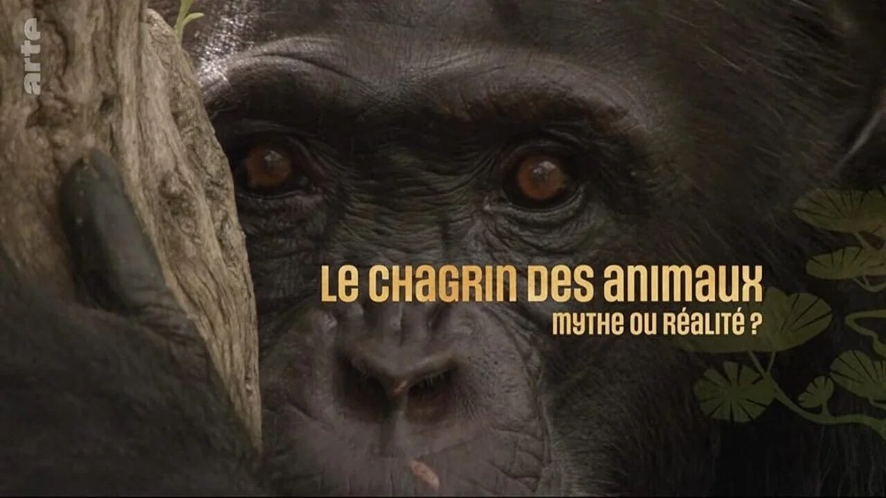 Le chagrin des animaux : mythe ou r&eacute;alit&eacute; ? - 剧照