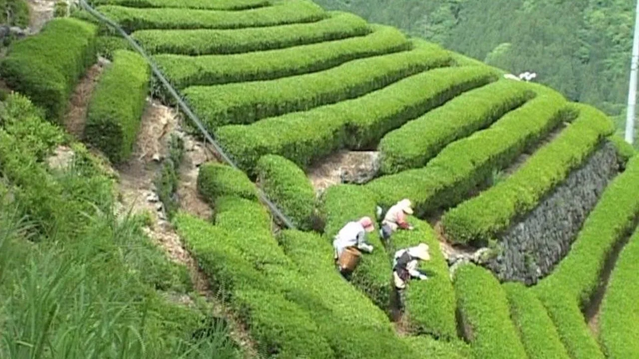 天竜区奥領家大沢　別所製茶工場 - 剧照