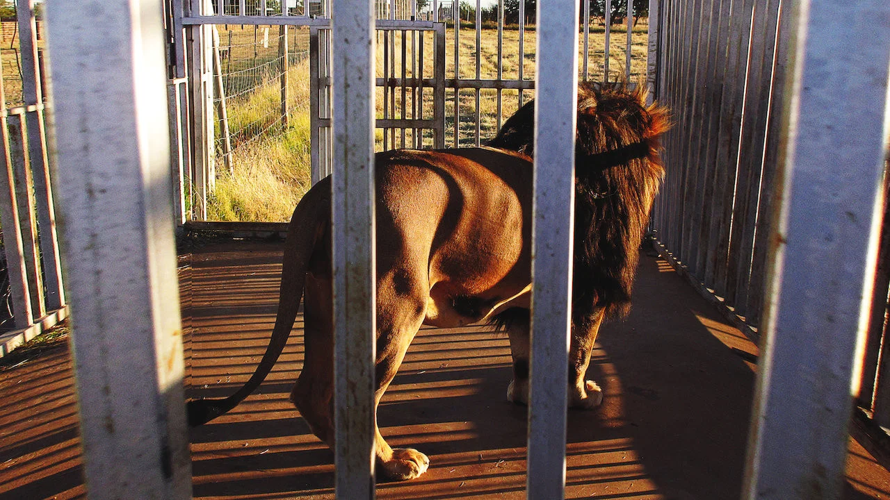 Blood Lions - 剧照