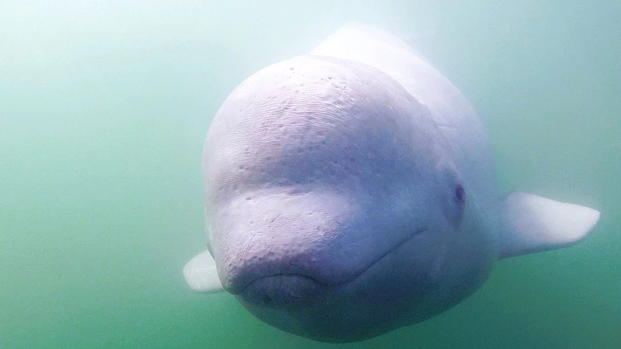Call of the Baby Beluga - 剧照
