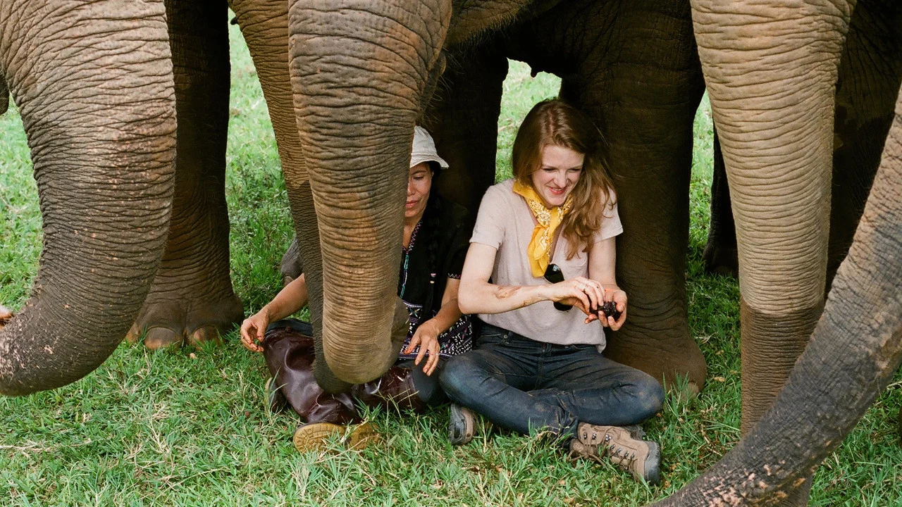 Love & Bananas: An Elephant Story - 剧照