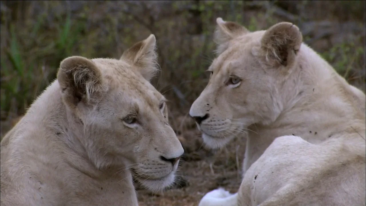 The White Lions - 剧照