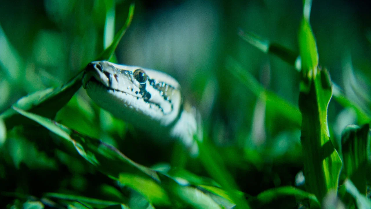 The Python Hunt - 剧照