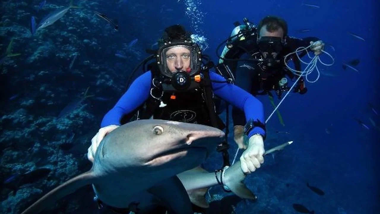 Shark Tracker - 剧照