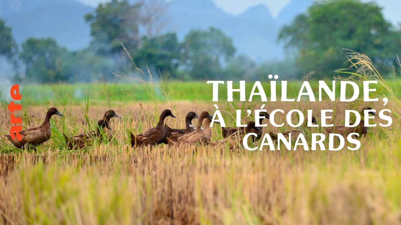 Tha&iuml;lande, &agrave; l'&eacute;cole des canards - 剧照