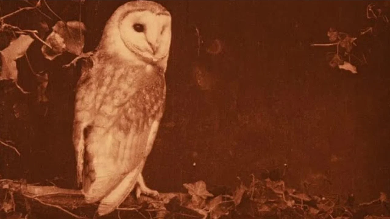 Les oiseaux chez eux - 剧照