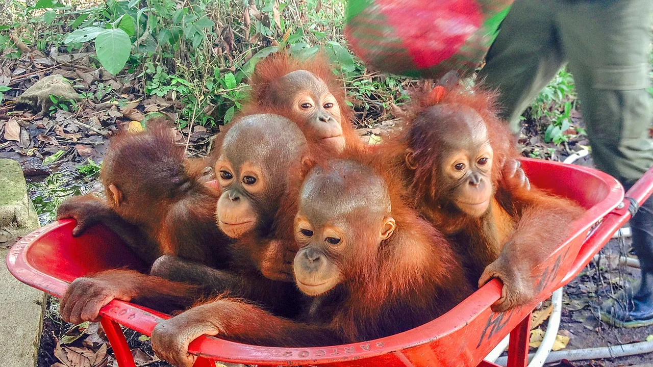 Operation Orangutan - 剧照
