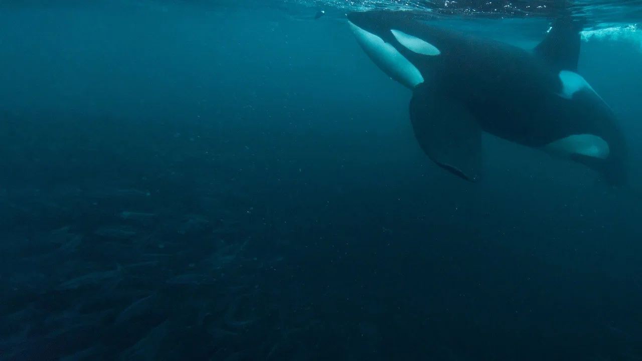 The Witness is a Whale - 剧照