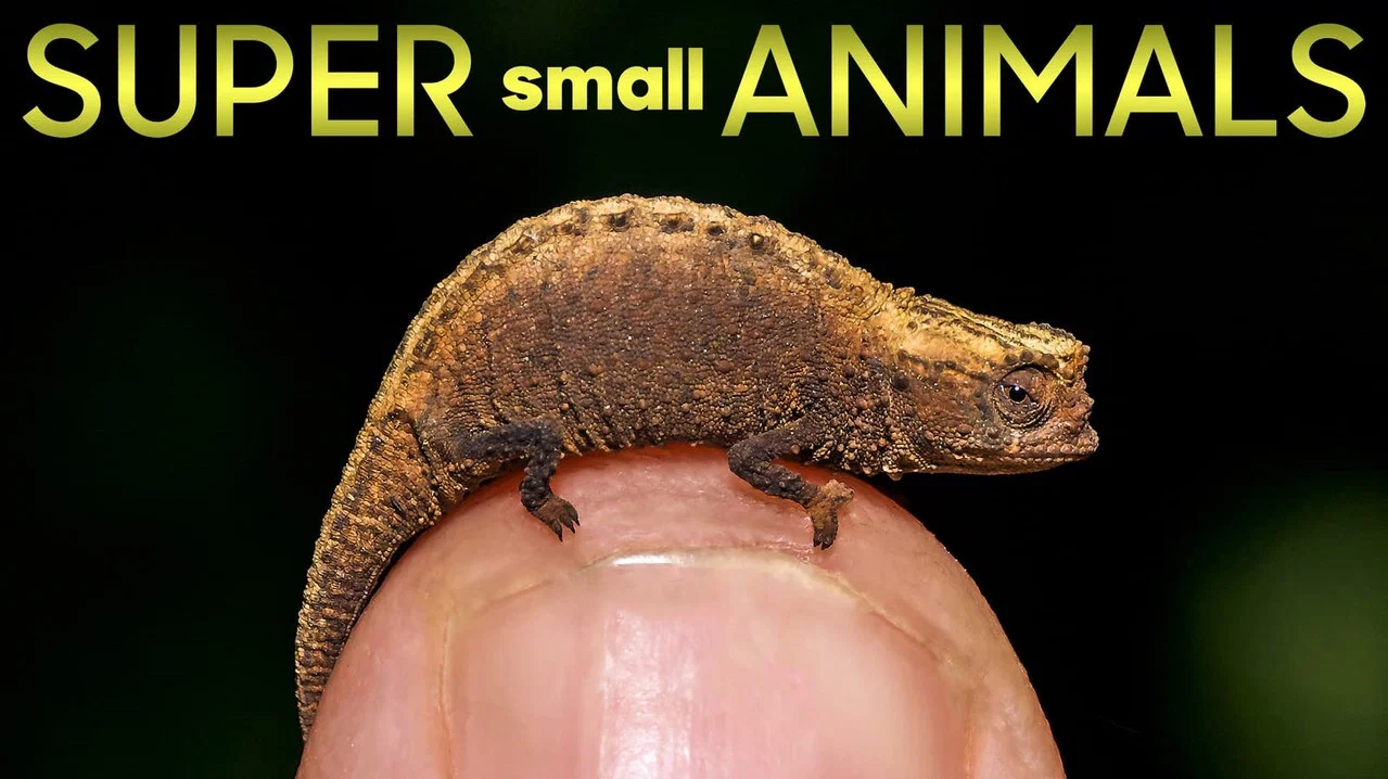 Super Small Animals - 剧照