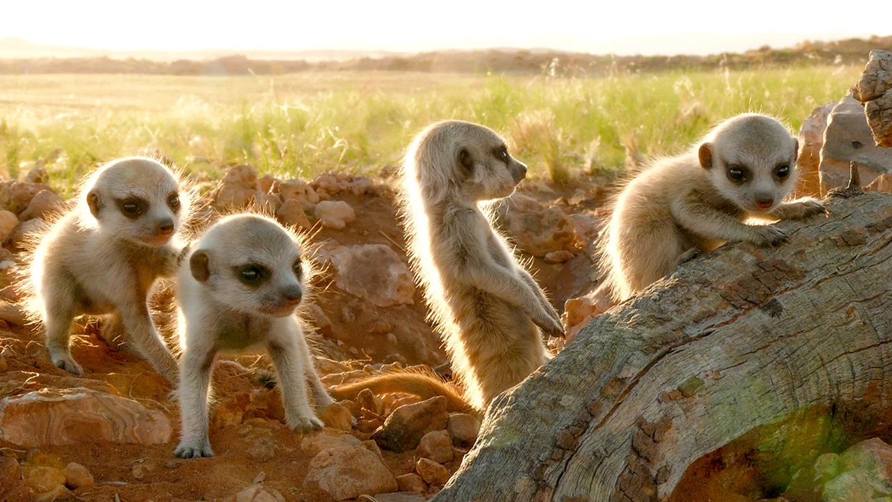 Clan of the Meerkat - 剧照