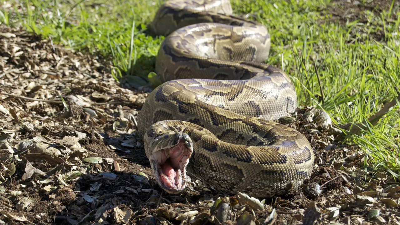 Devoured: Man-Eating Super Snake Returns - 剧照