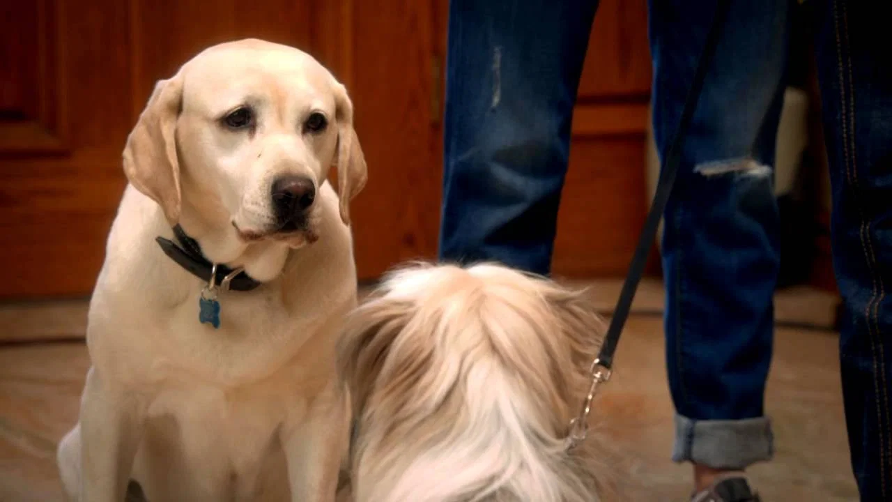 The Dog Who Saved Easter - 剧照