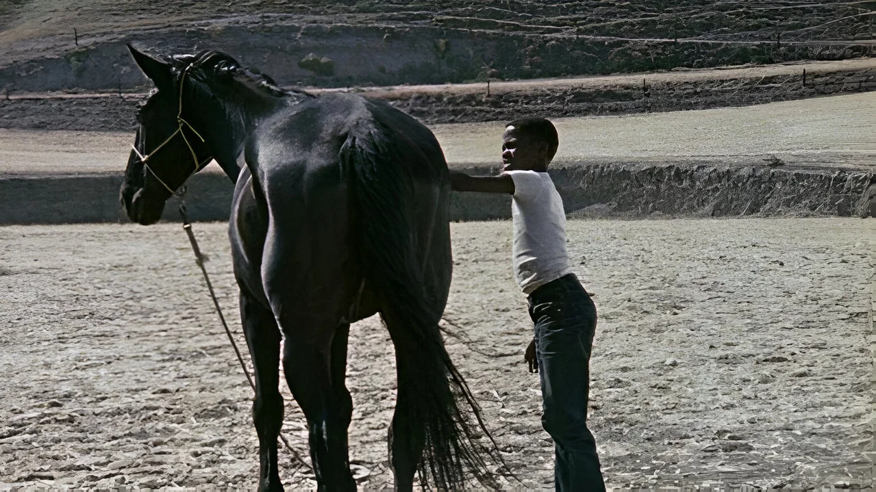The Horse - 剧照