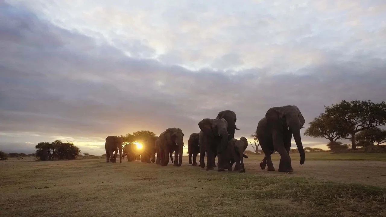 Diary of an Elephant Orphan - 剧照