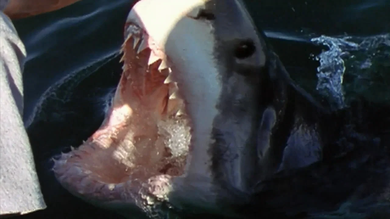 National Geographic Ultimate Shark - 剧照