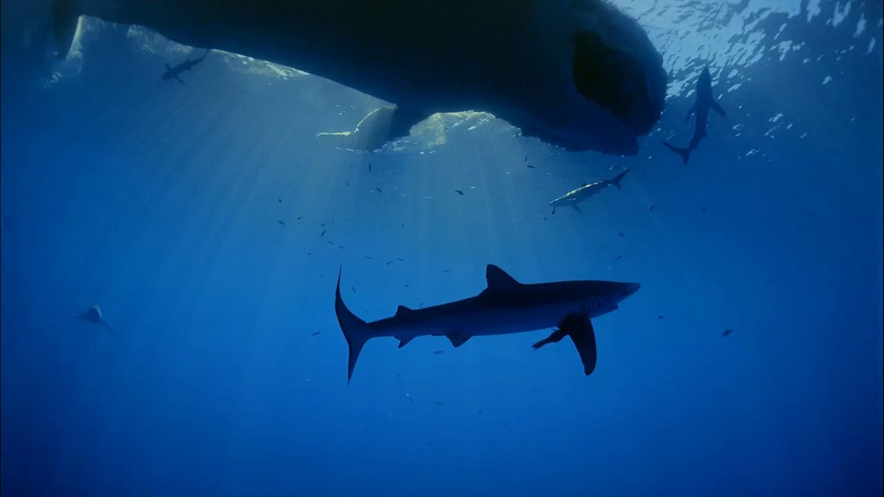 IMAX - 海洋绿洲 - 剧照