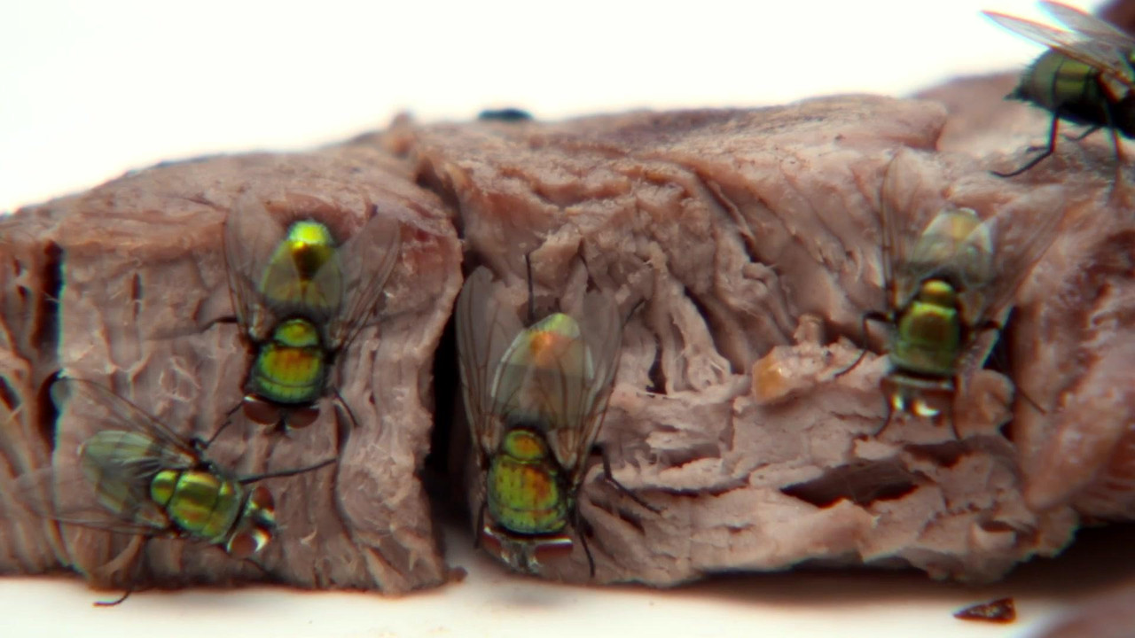 The Great Australian Fly - 剧照