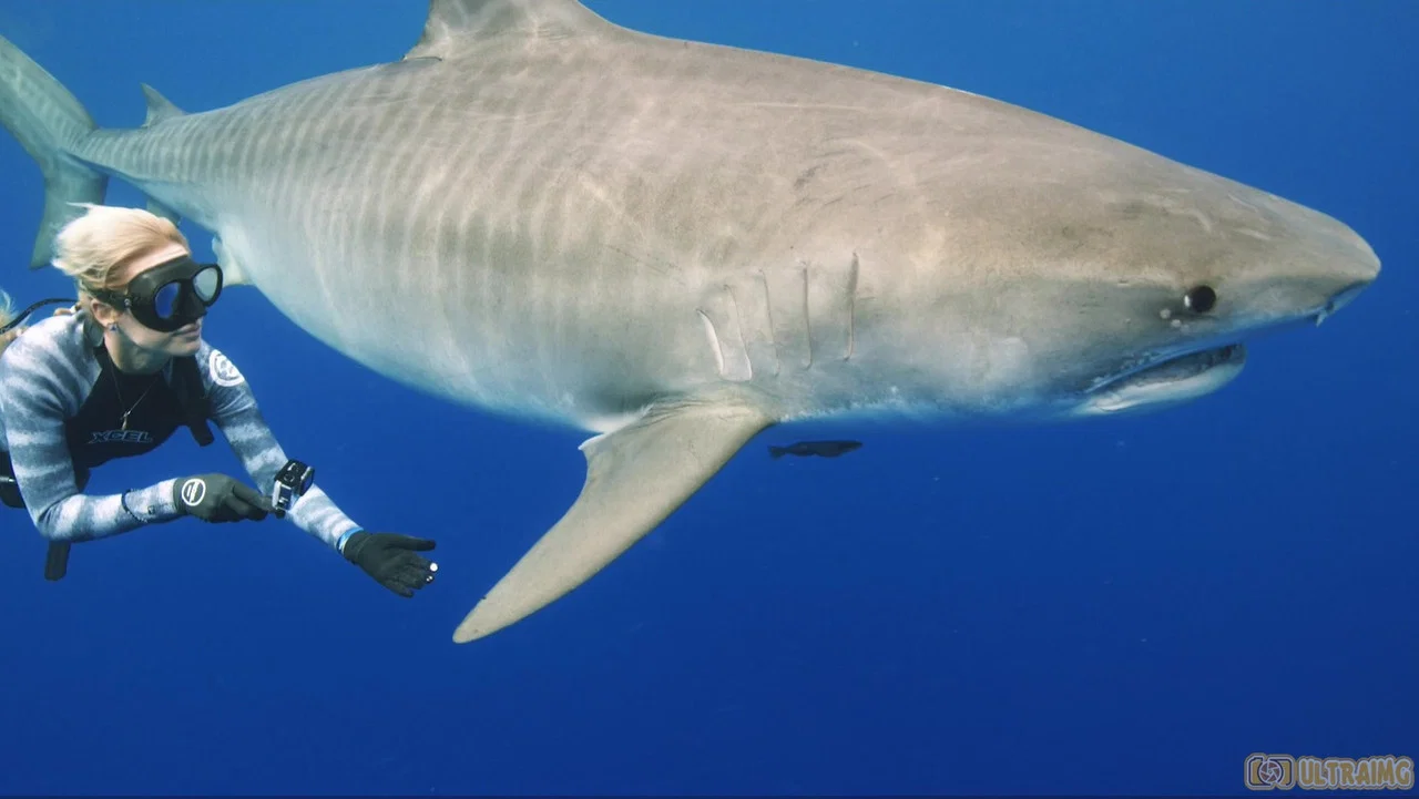 Saving Jaws - 剧照