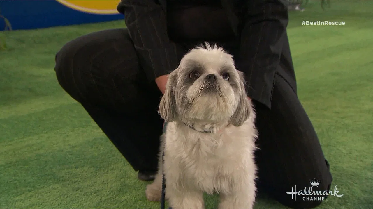 The 2018 American Rescue Dog Show - 剧照