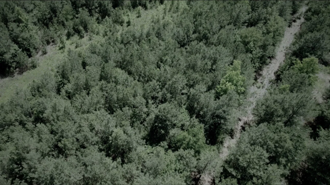 The Woods - 剧照