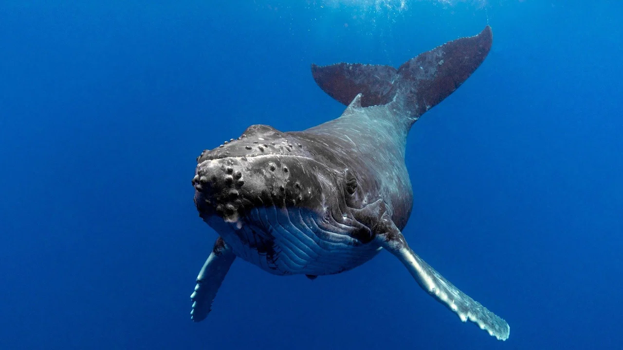 The Witness is a Whale - 剧照