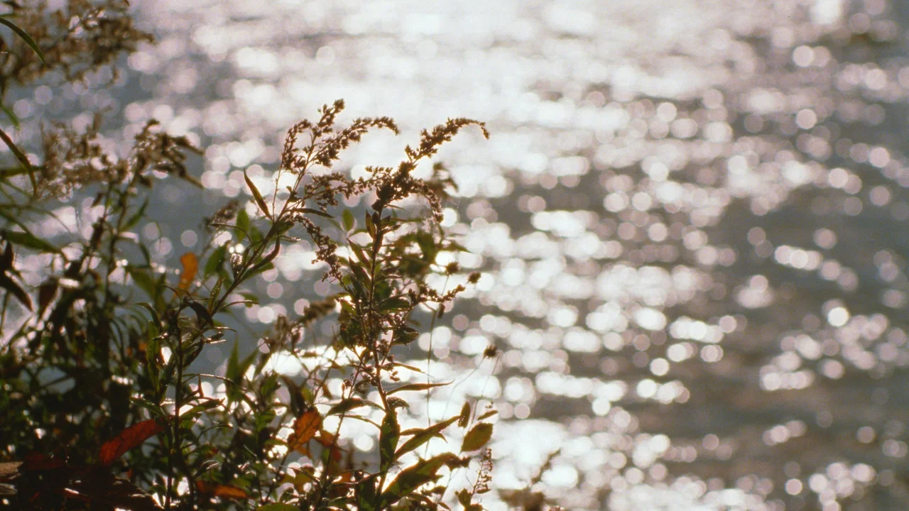 A Flower - 剧照