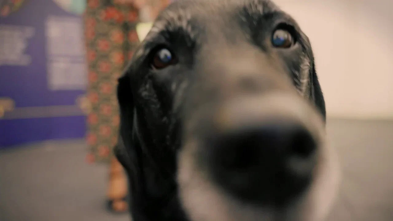 A Dog Called Laura - 剧照