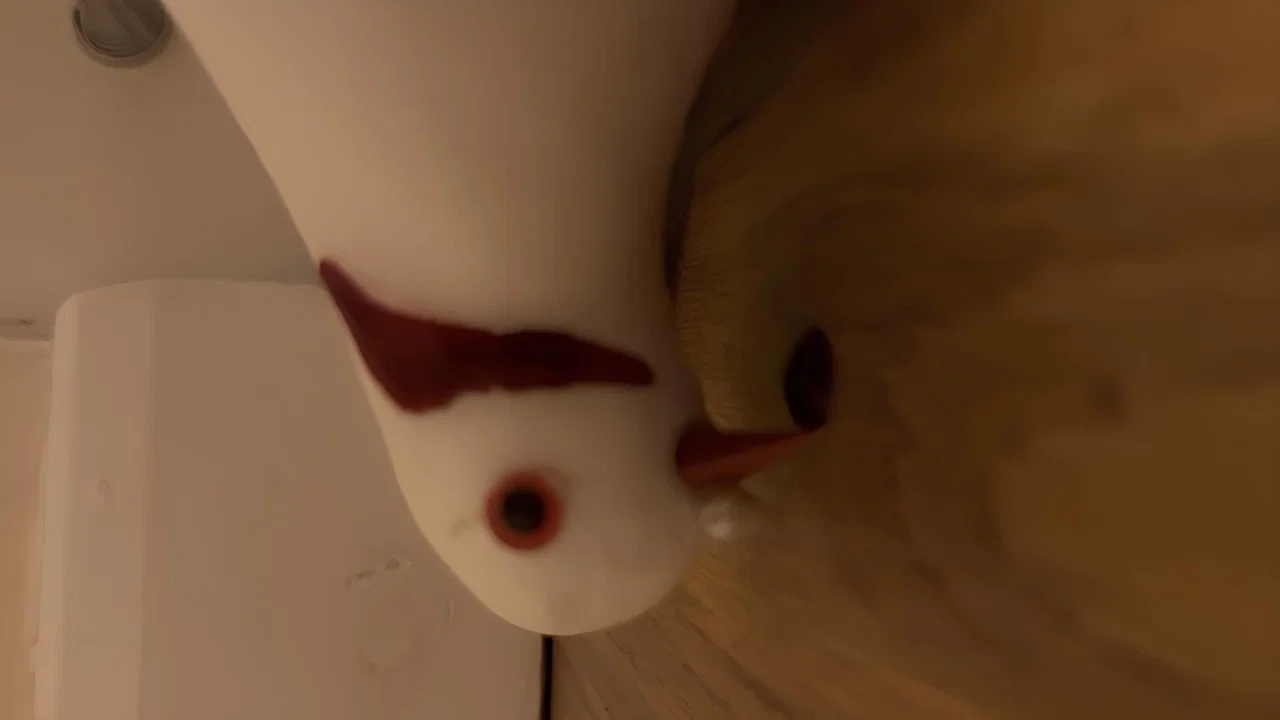 Bird, Oh Bird - 剧照