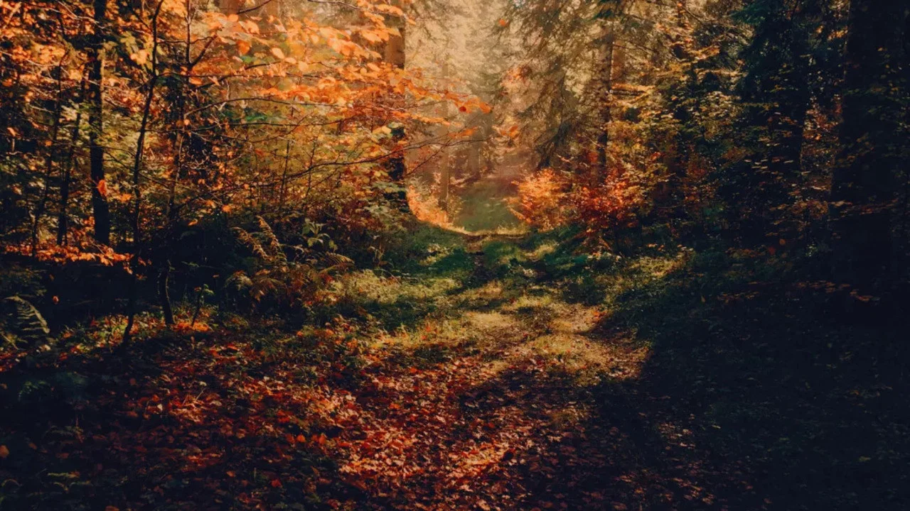 Voir l'automne, une saison en France - 剧照