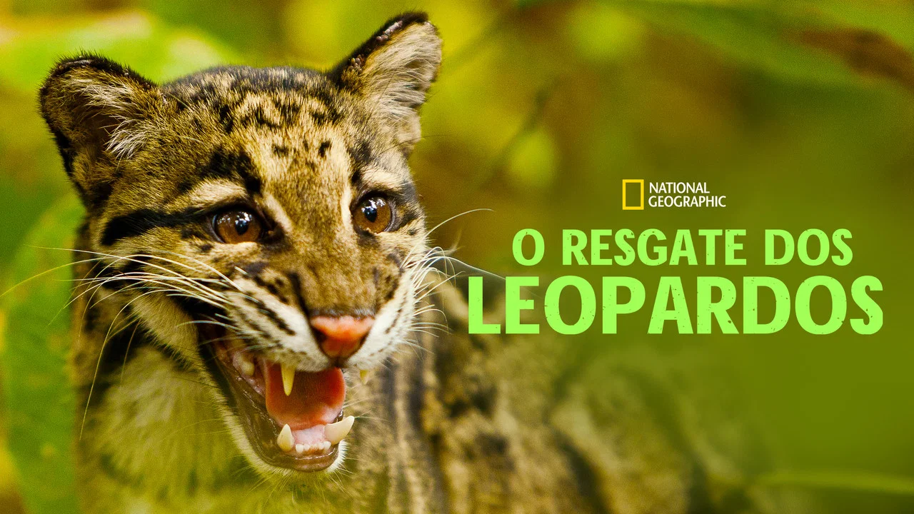 Return of the Clouded Leopards - 剧照