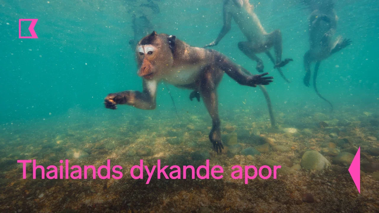 Les singes qui voulaient voir la mer - 剧照