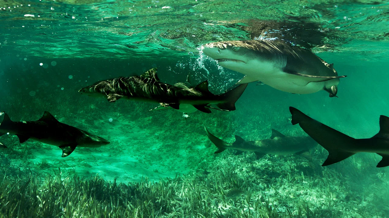 Shark Gangs - 剧照