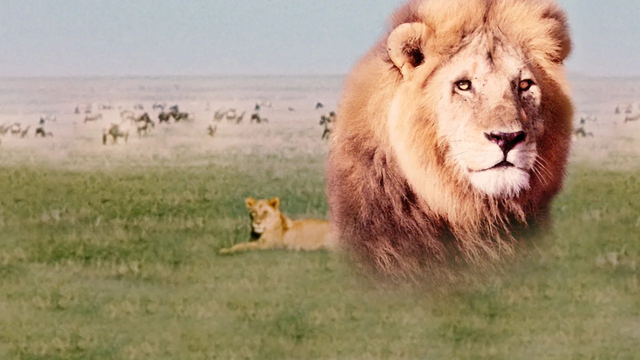 The African Lion - 剧照
