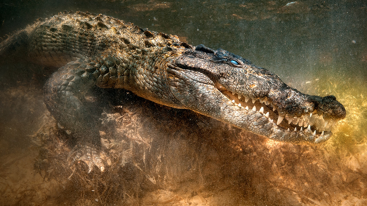 The Croc That Ate Jaws - 剧照