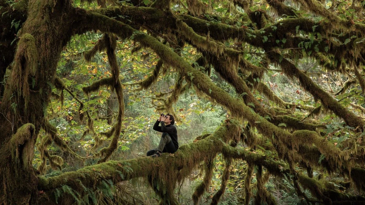 Le Chant des for&ecirc;ts - 剧照