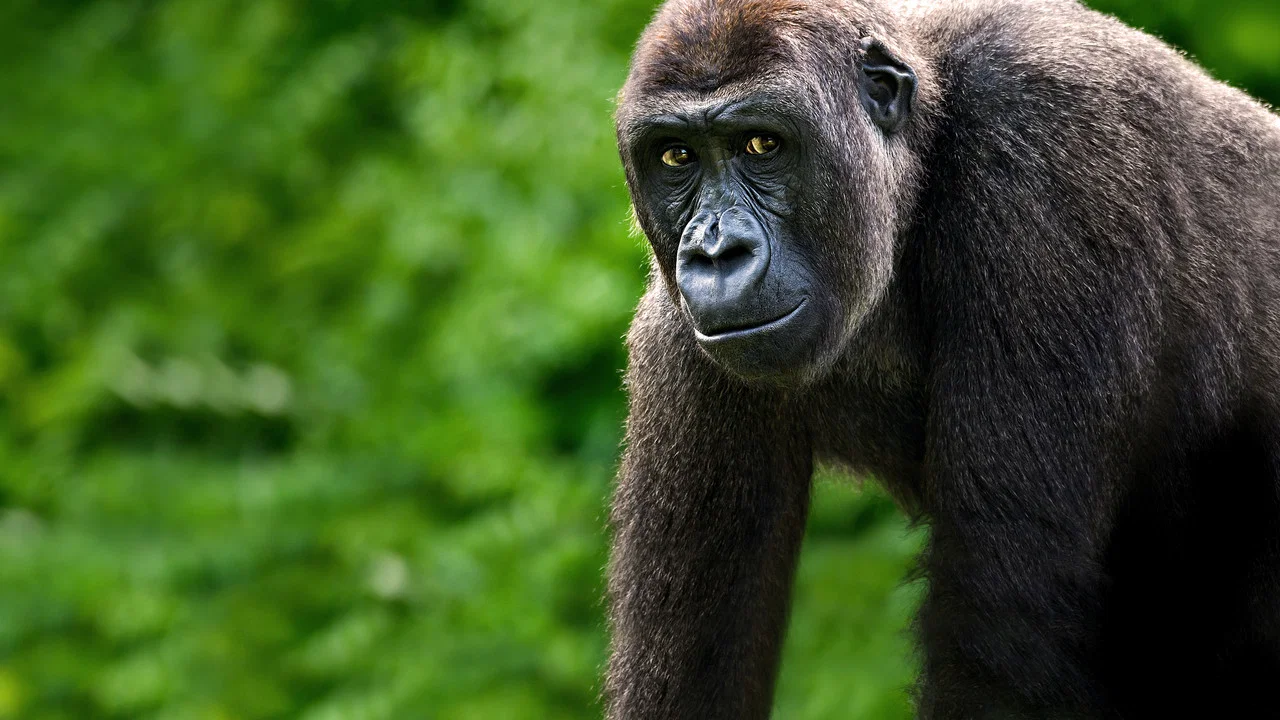 Gorillas Close Up - 剧照