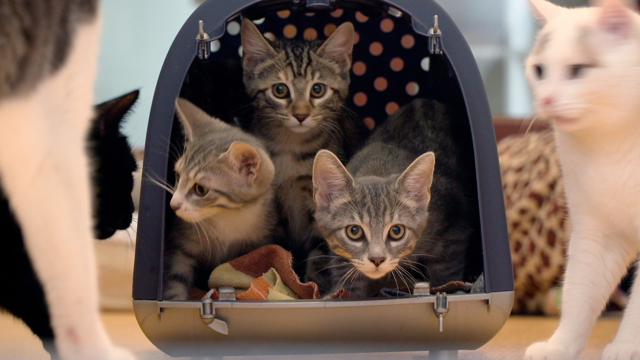 Cat Stories - 剧照