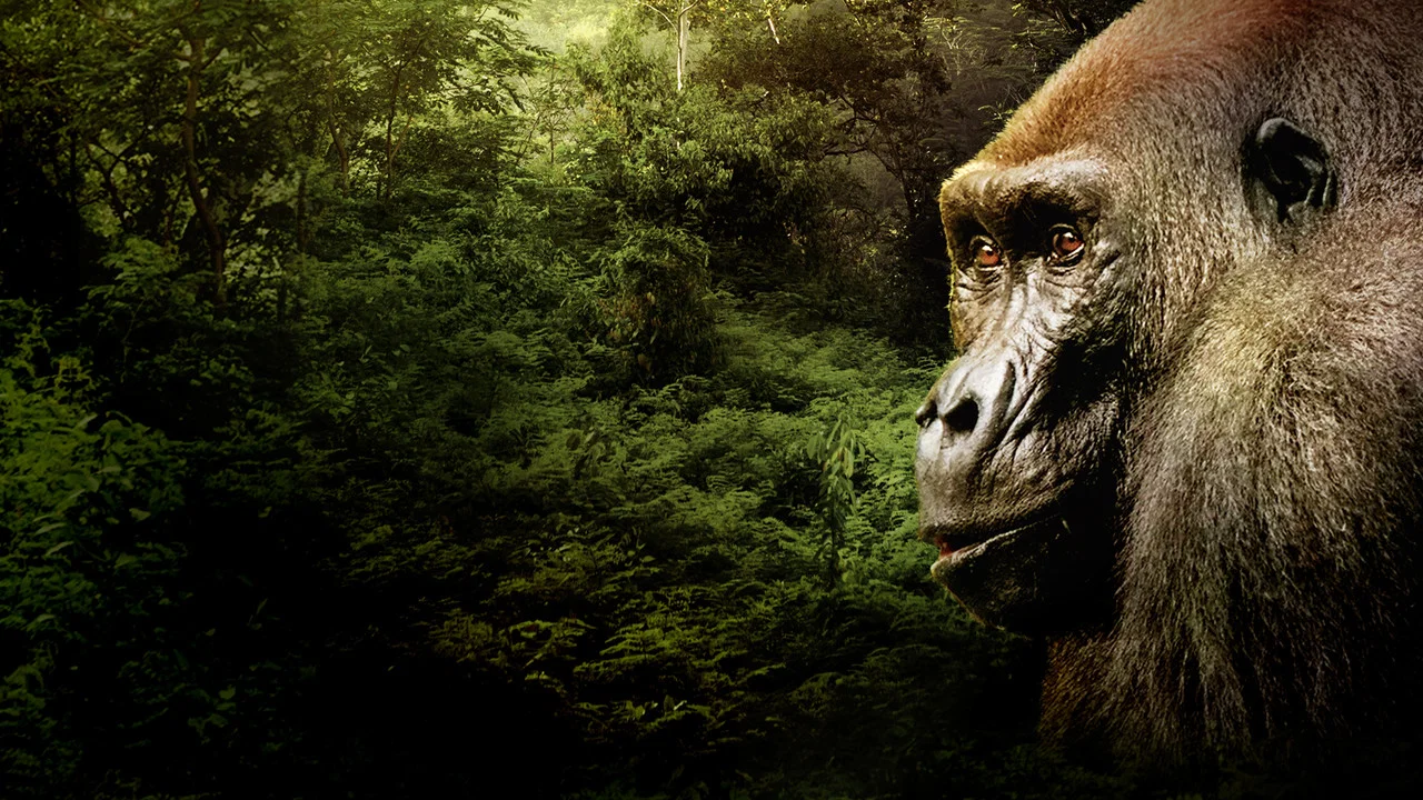 Gorillas Close Up - 剧照