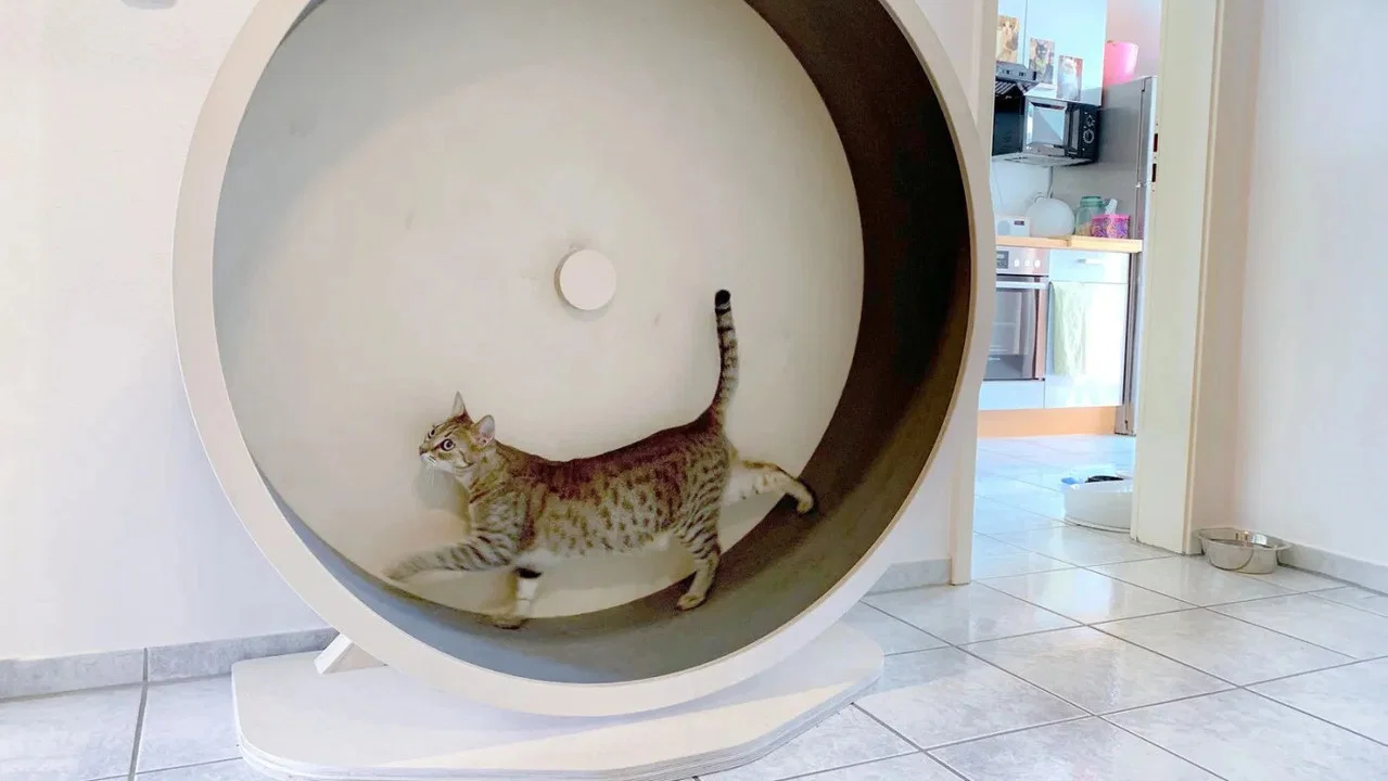 Das geheime Wesen der Katzen - 剧照