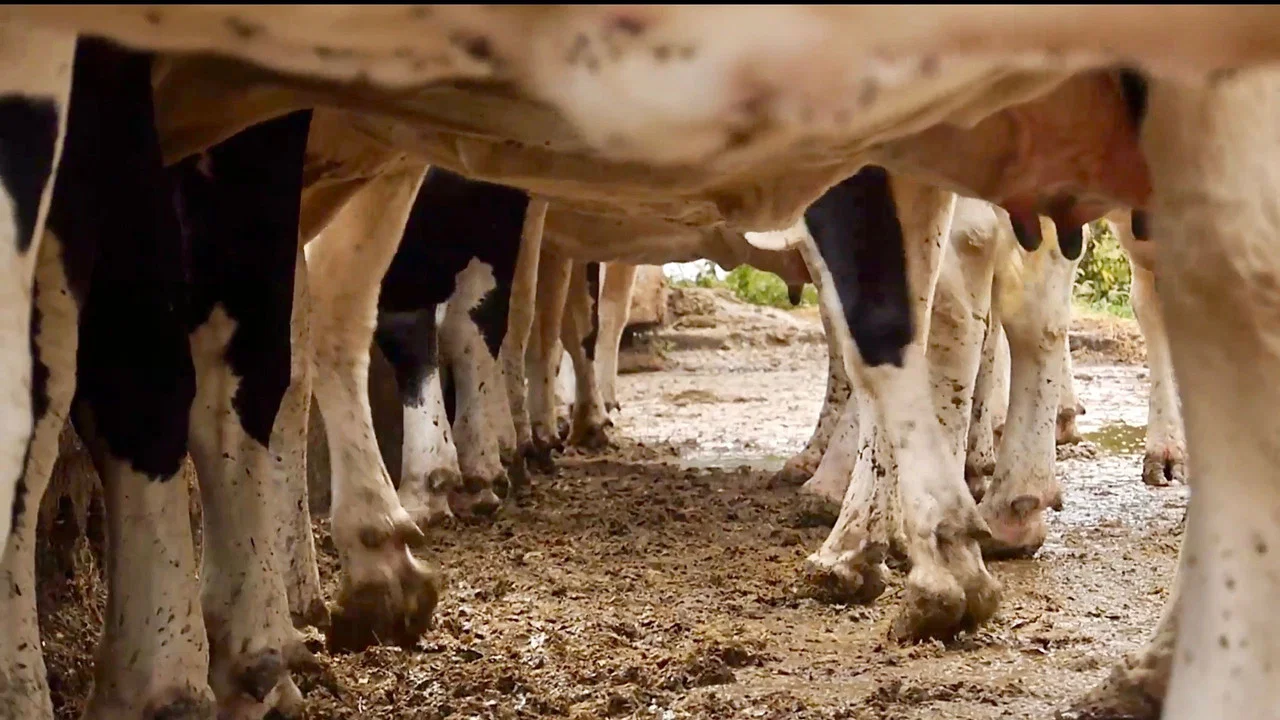 Les vaches n'auront plus de nom - 剧照