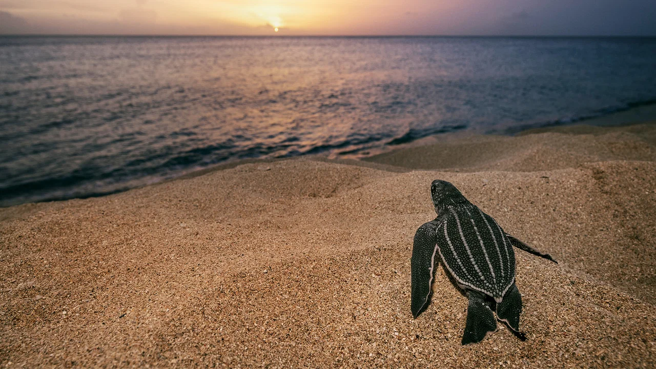 Sea of Hope: America's Underwater Treasures - 剧照
