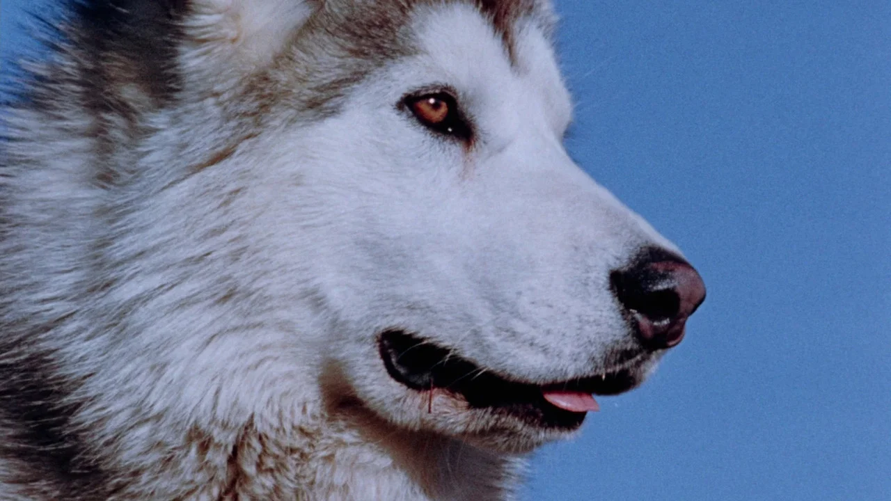 Nikki, Wild Dog of the North - 剧照