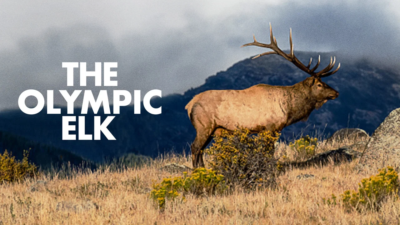 The Olympic Elk - 剧照