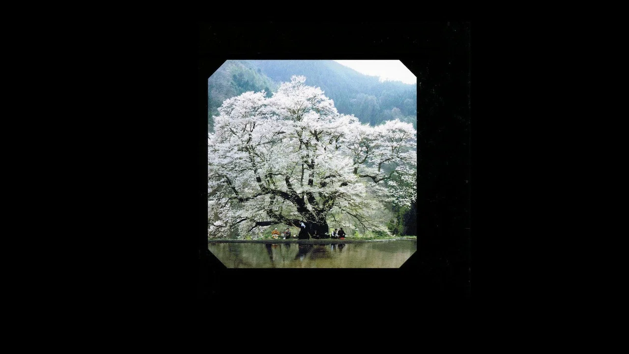 美式天然 - 剧照