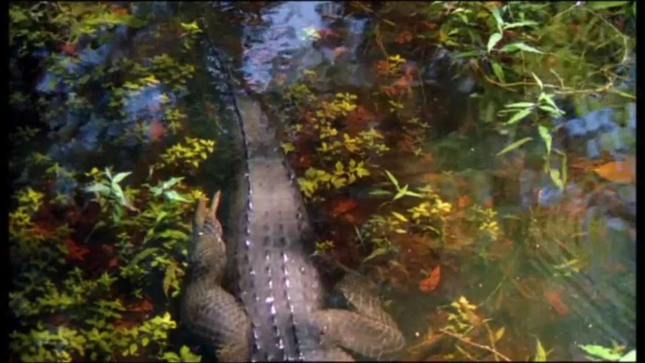 Prowlers of the Everglades - 剧照